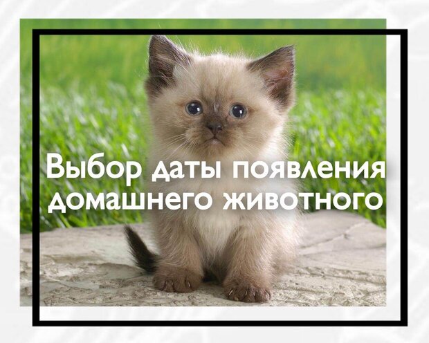 Выбор даты появления домашнего животного
